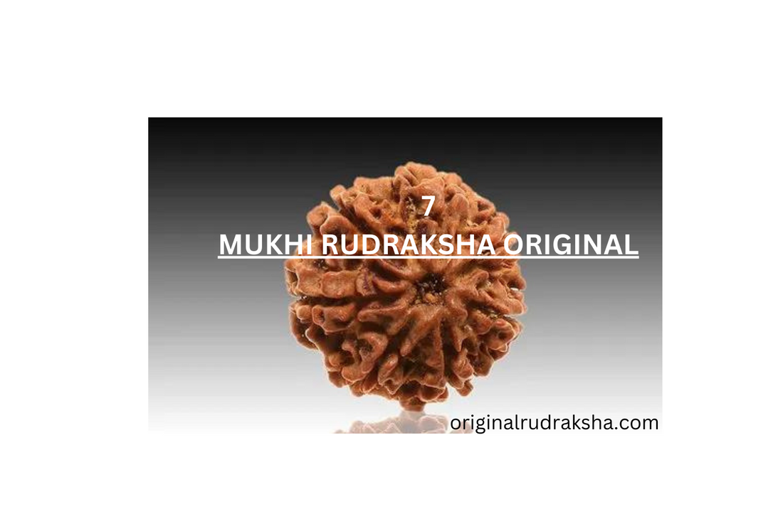 7 Mukhi Rudraksha Original