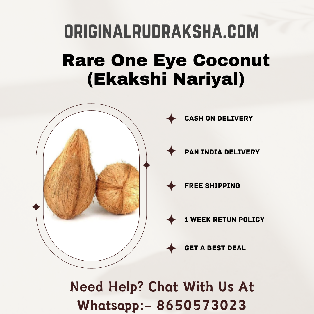 Rare One Eye Coconut (Ekakshi Nariyal)