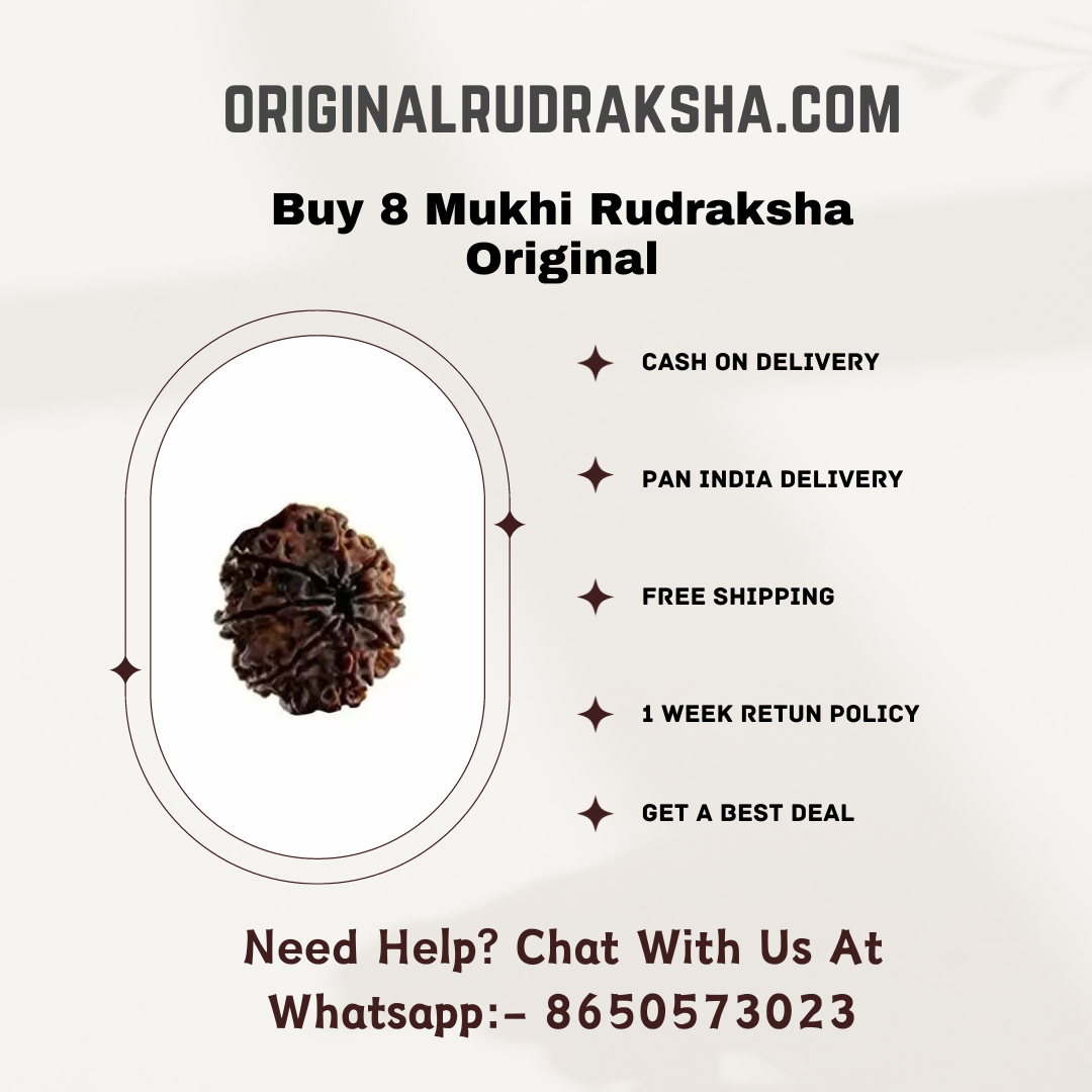 8 Mukhi Rudraksha Original