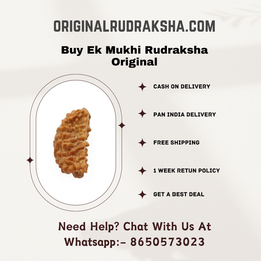 Ek Mukhi Rudraksha Original
