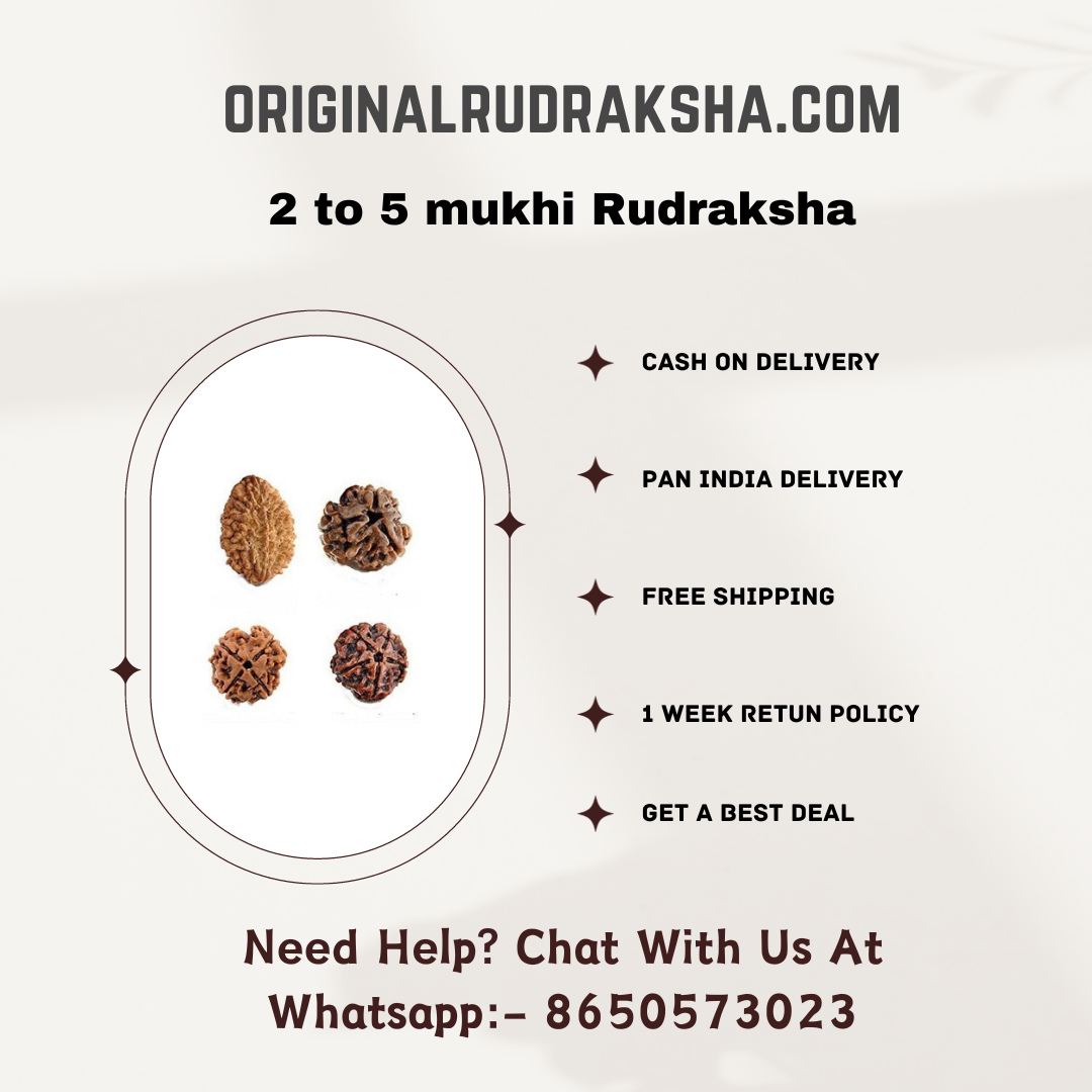 2 to 5 mukhi Rudraksha