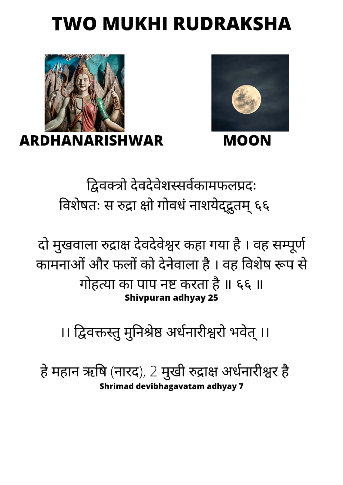Buy 2 Mukhi Rudraksha Original