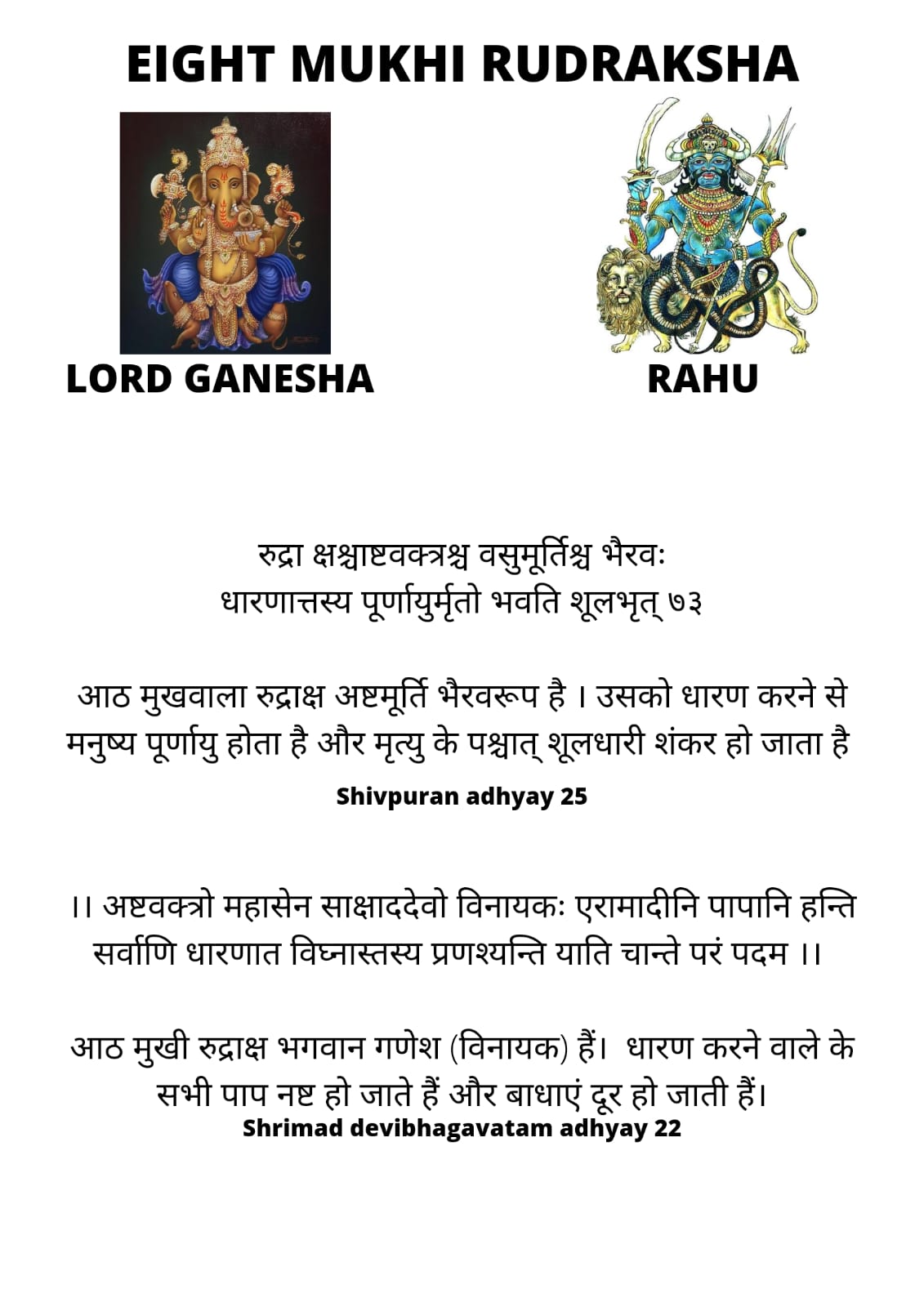 Buy 8 Mukhi Rudraksha Original