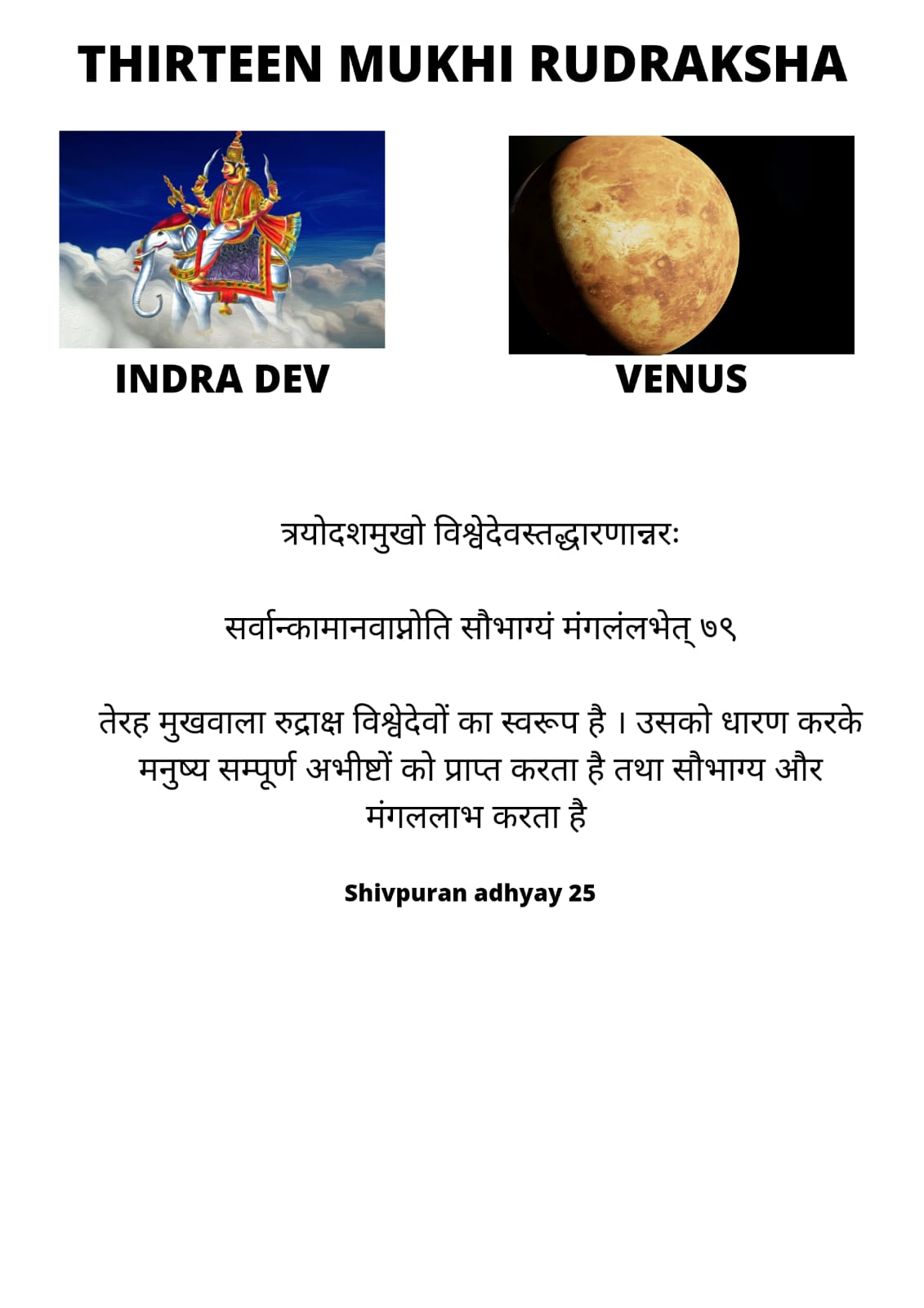 13 Mukhi Rudraksha (Nepal)