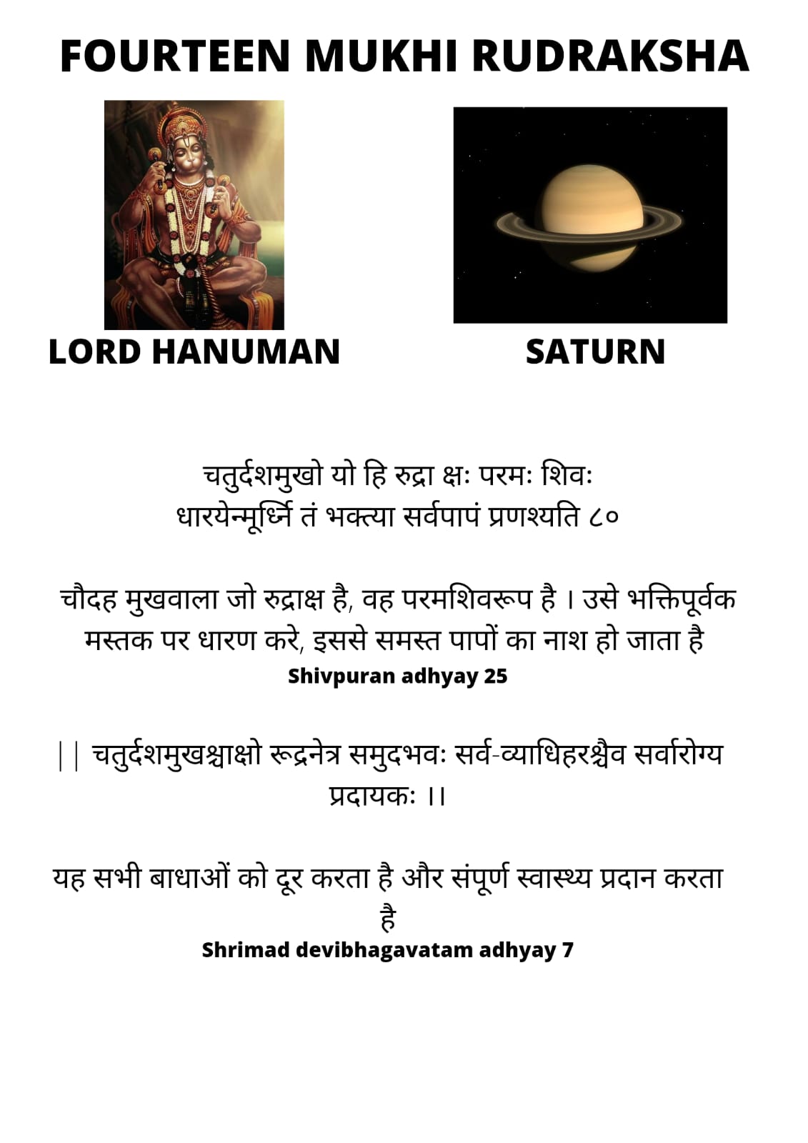 14 Mukhi Rudraksha (Nepal)