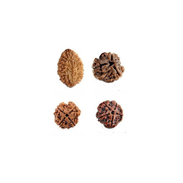 2 to 5 mukhi Rudraksha Original