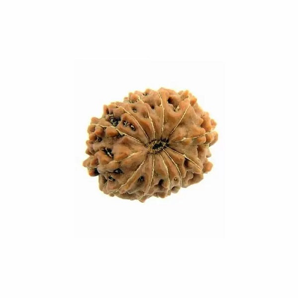 12 Mukhi Rudraksha Original