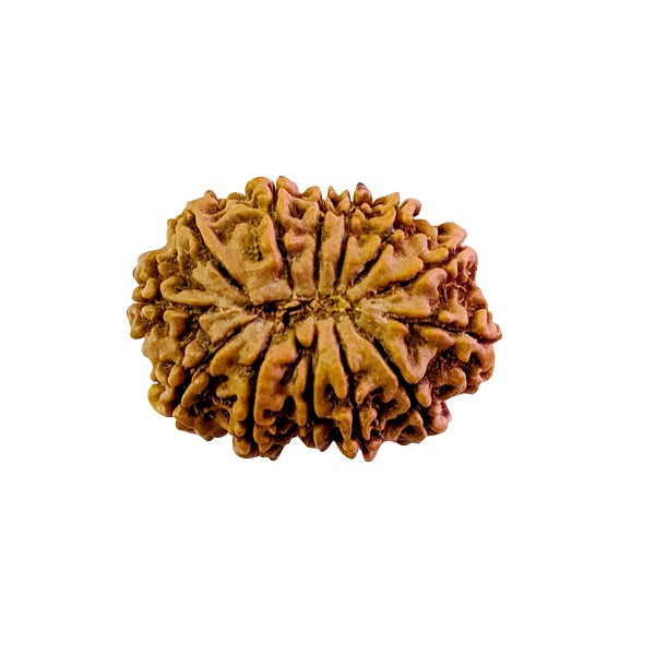 13 Mukhi Rudraksha Price