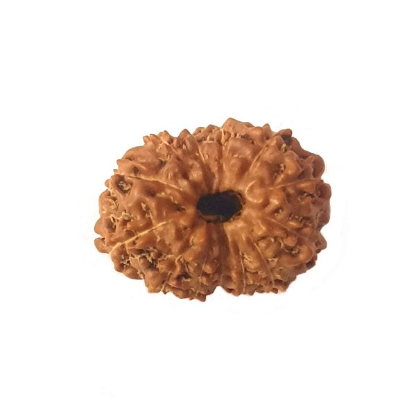 13 Mukhi Rudraksha Benefits