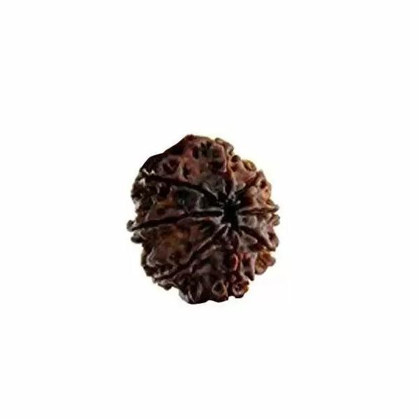8 Mukhi Rudraksha Original