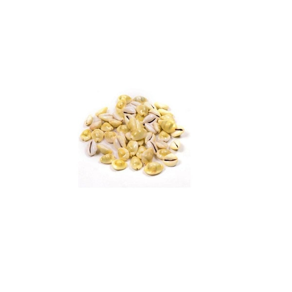 Yellow Cowrie Lakshmi Gavvalu Peeli Cowrie