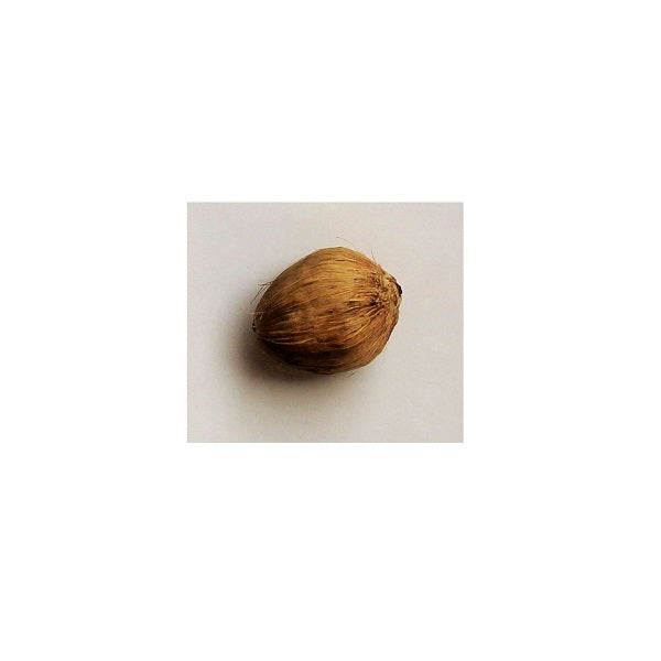 Laghu Nariyal/ Mini Small Coconut/ Shreephal/ Shrifal Set Of 5 Pieces