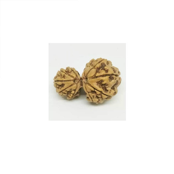 Gauri Shankar Rudraksha