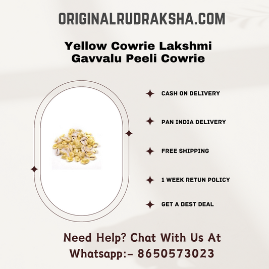Yellow Cowrie Lakshmi Gavvalu Peeli Cowrie (21 Pieces)