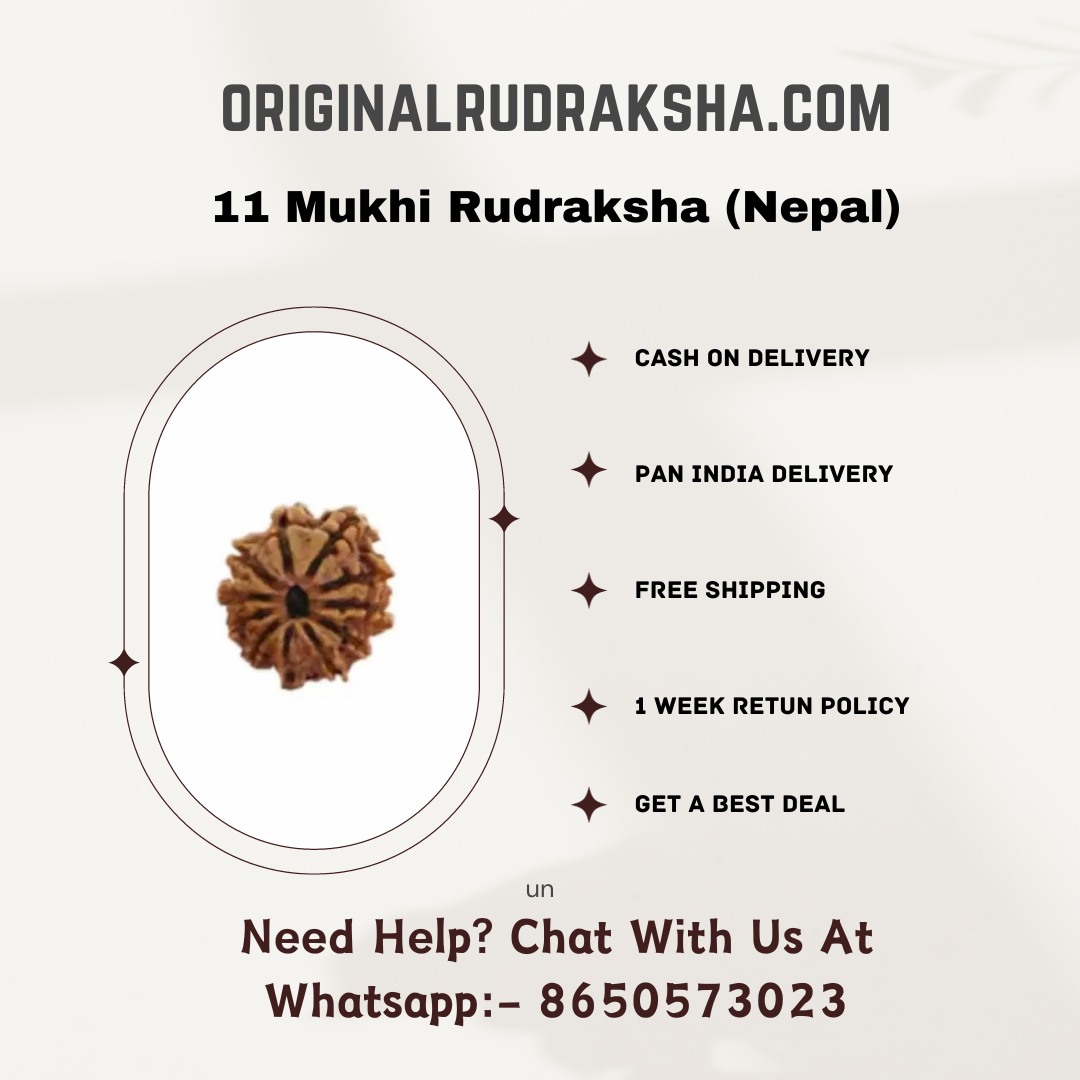 11 Mukhi Rudraksha