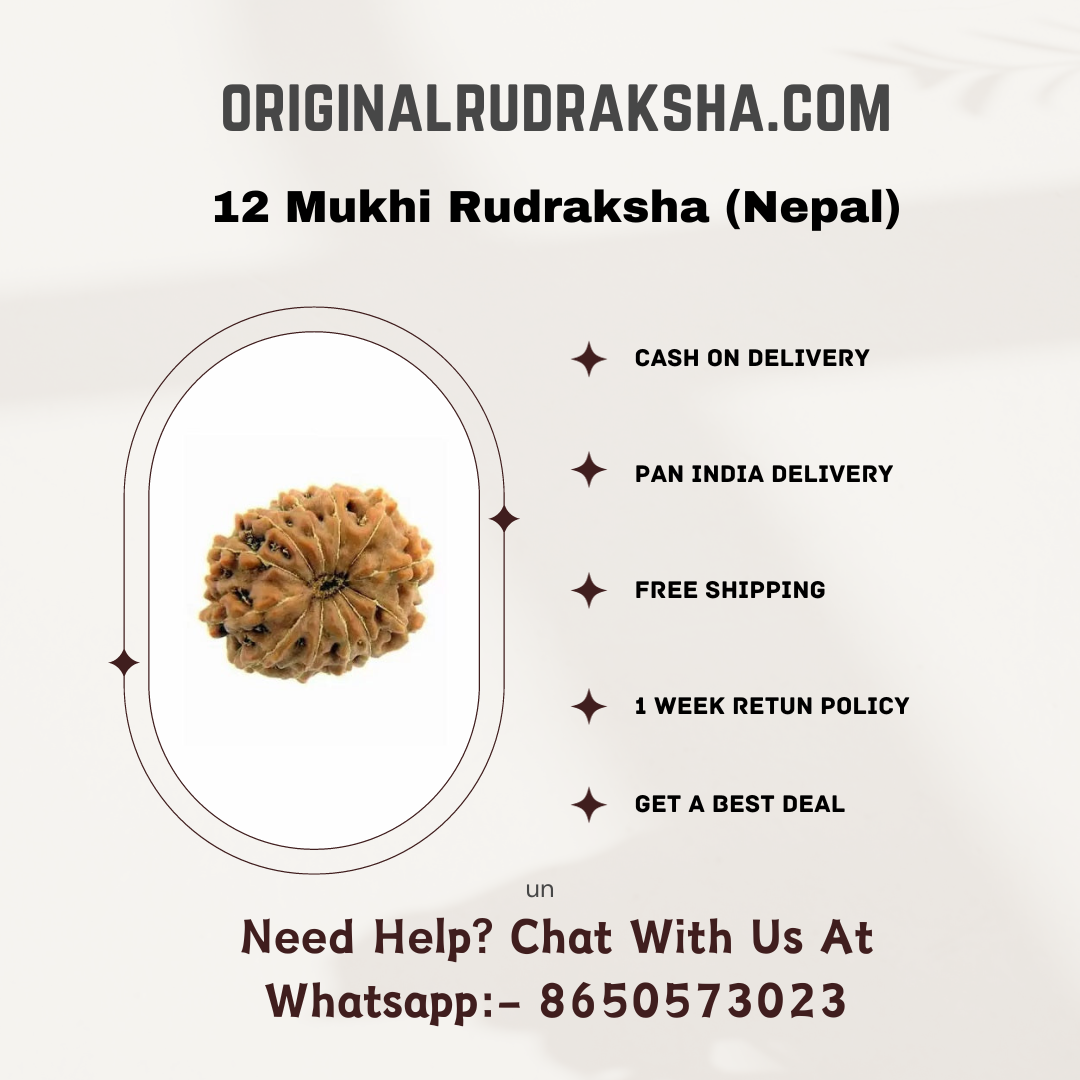 12 Mukhi Rudraksha