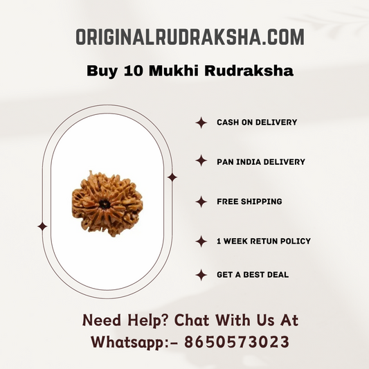 10 mukhi rudraksha
