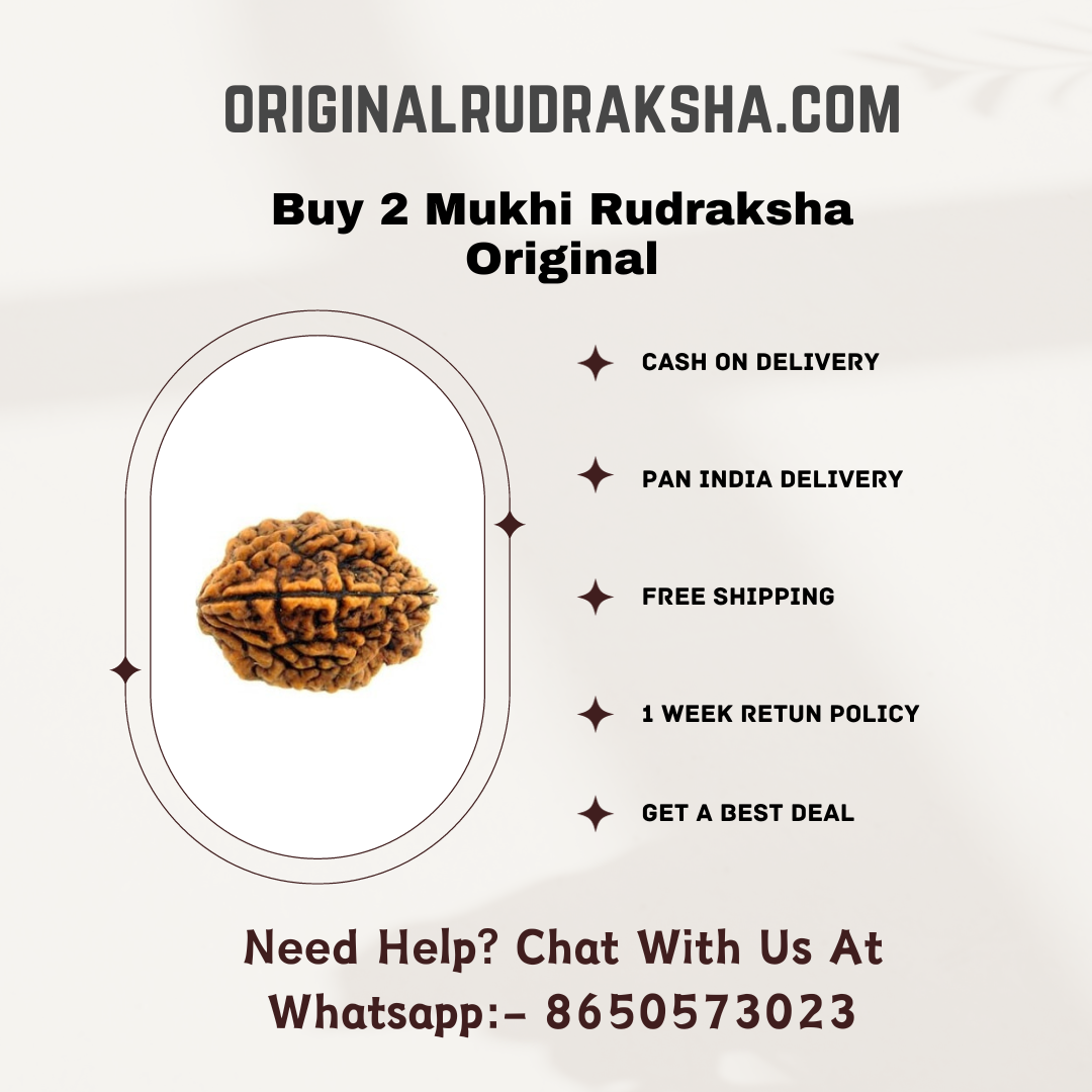 2 Mukhi Rudraksha Original