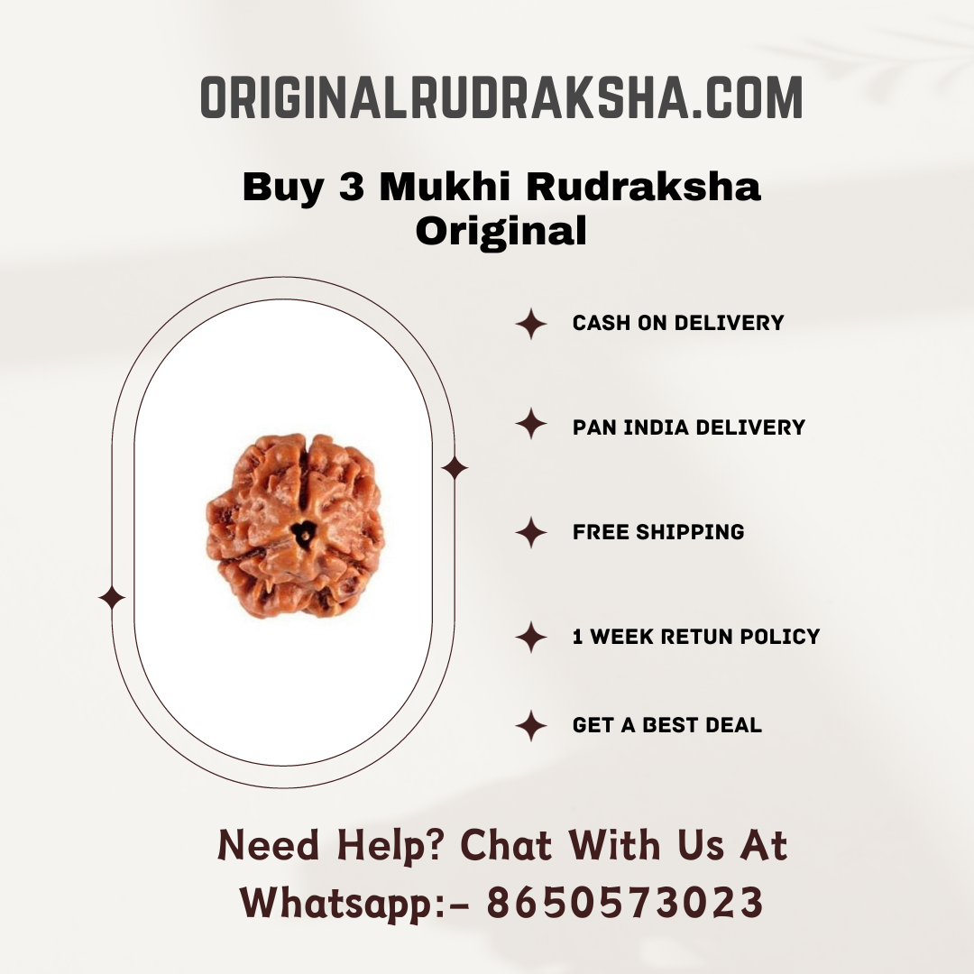 3 Mukhi Rudraksha Original