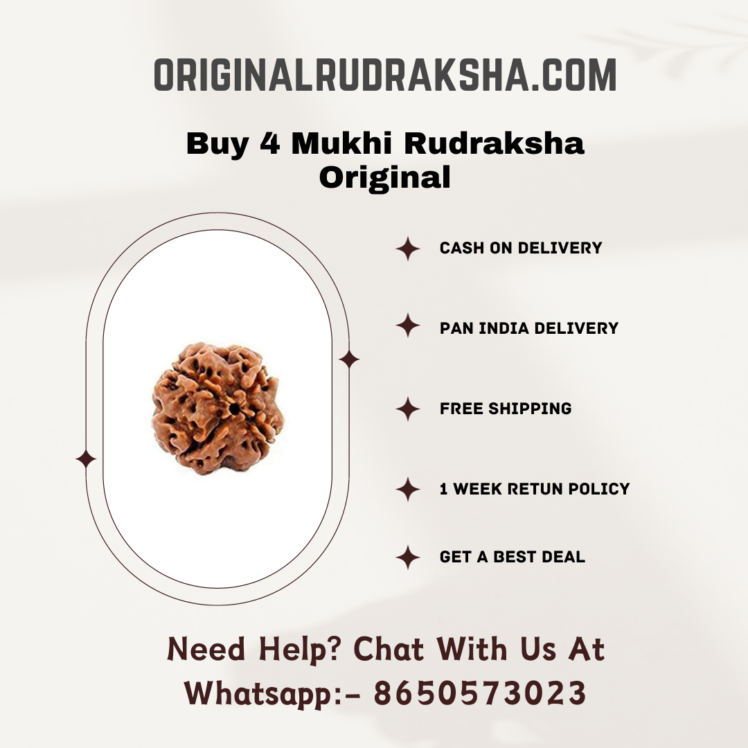 4 Mukhi Rudraksha Original