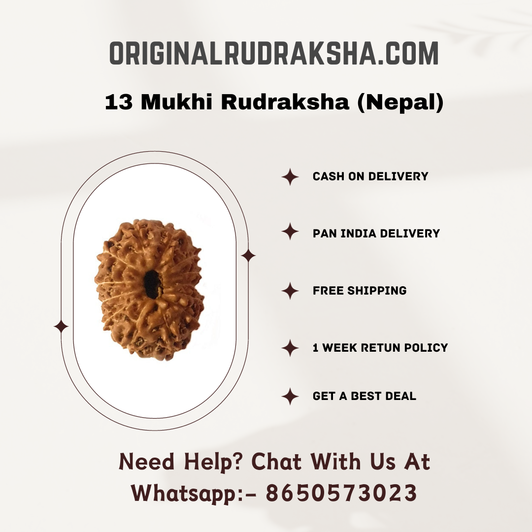 13 Mukhi Rudraksha