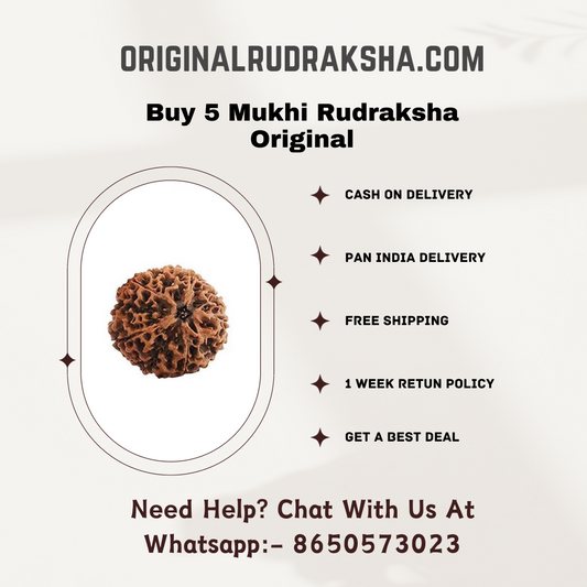 5 Mukhi Rudraksha Original