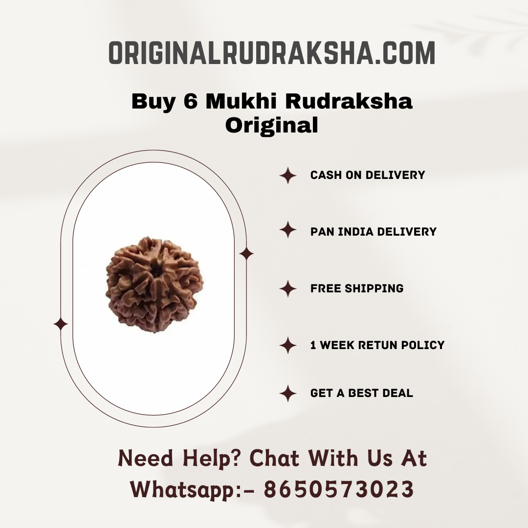 6 Mukhi Rudraksha Original