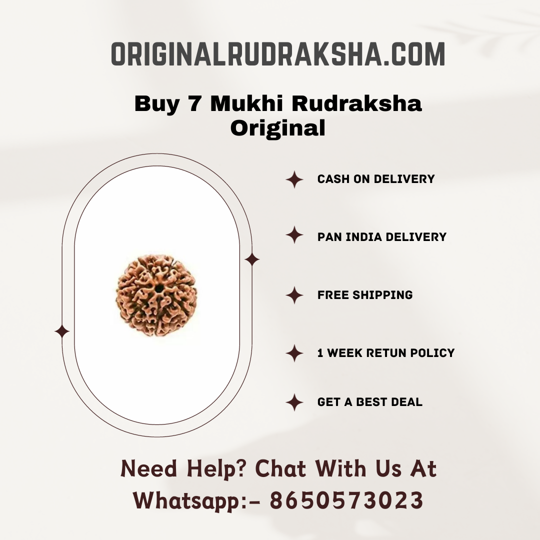 7 Mukhi Rudraksha Original