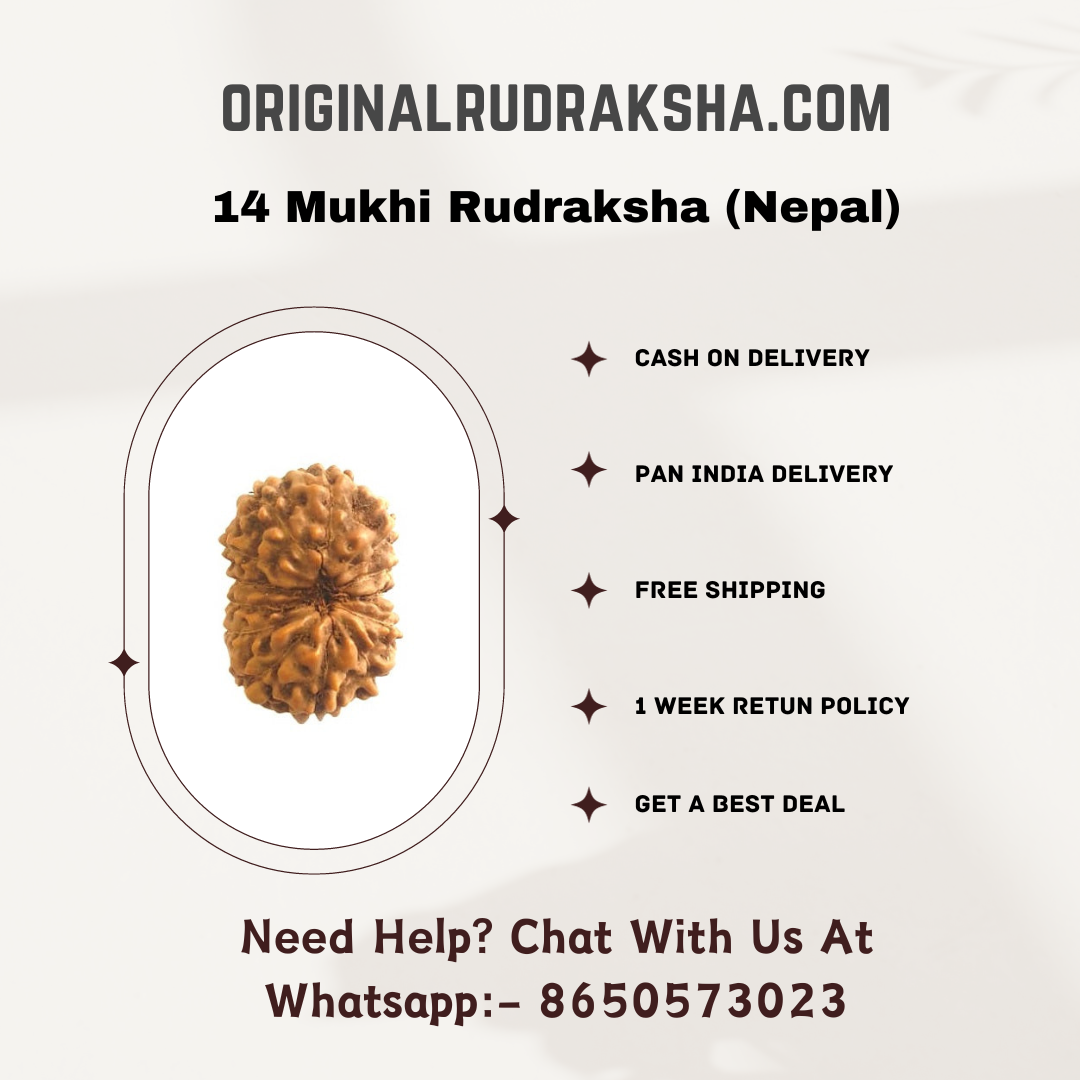 14 Mukhi Rudraksha