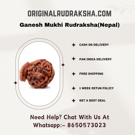 Ganesh Mukhi Rudraksha(Nepal)