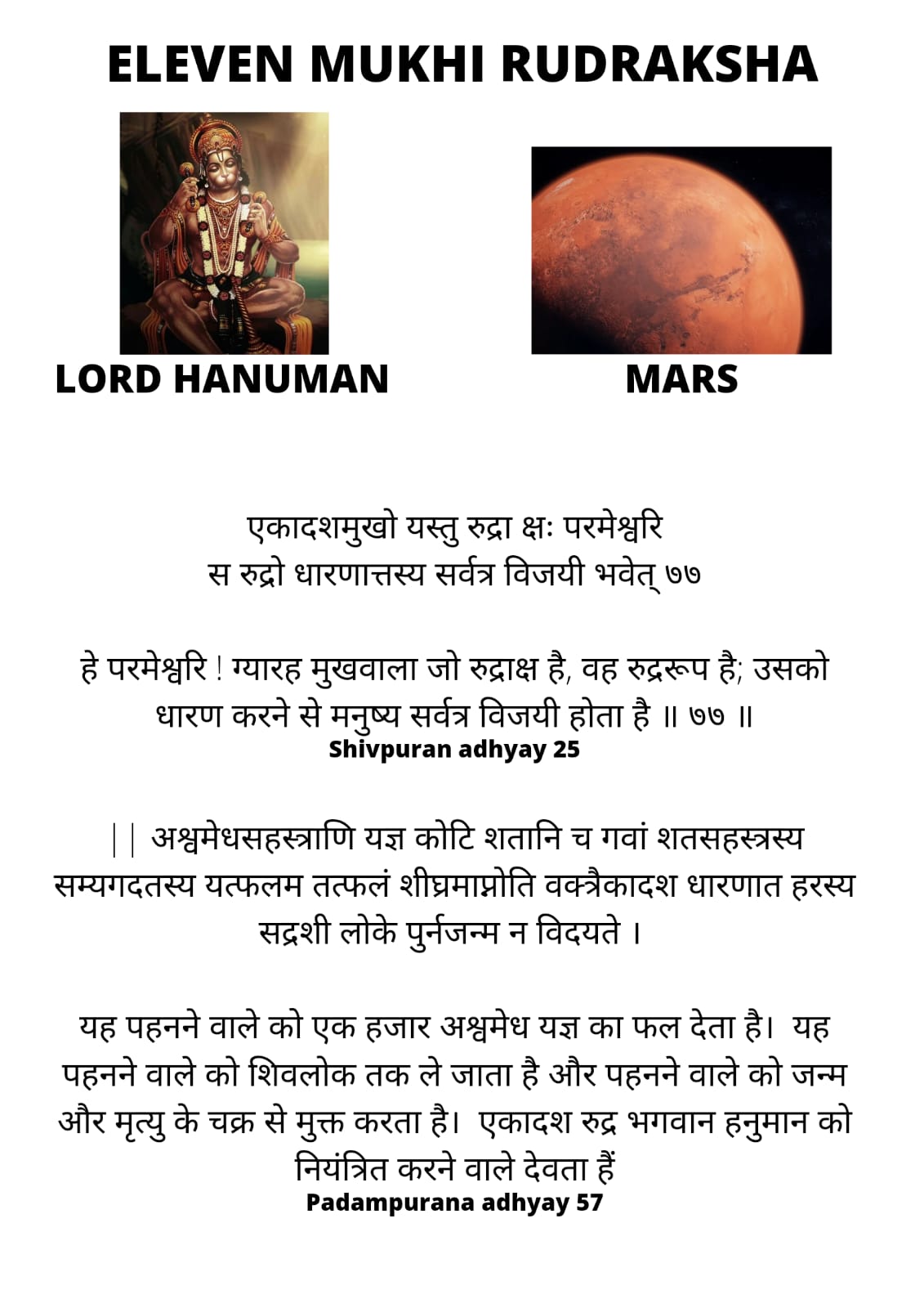 11 Mukhi Rudraksha (Nepal)