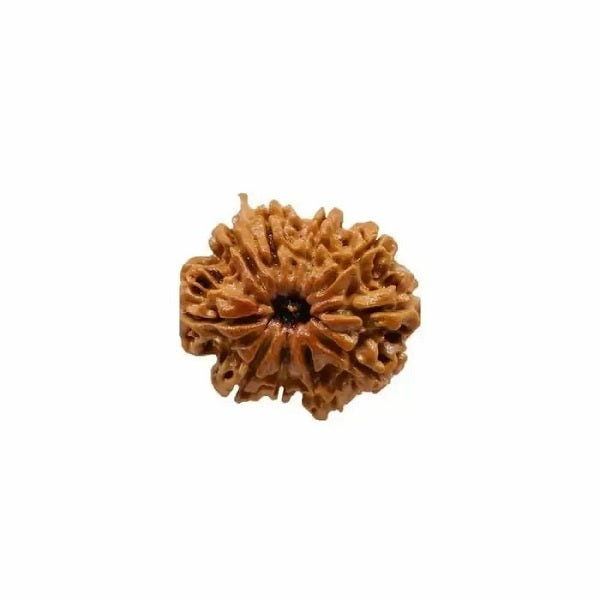 10 mukhi rudraksha Price