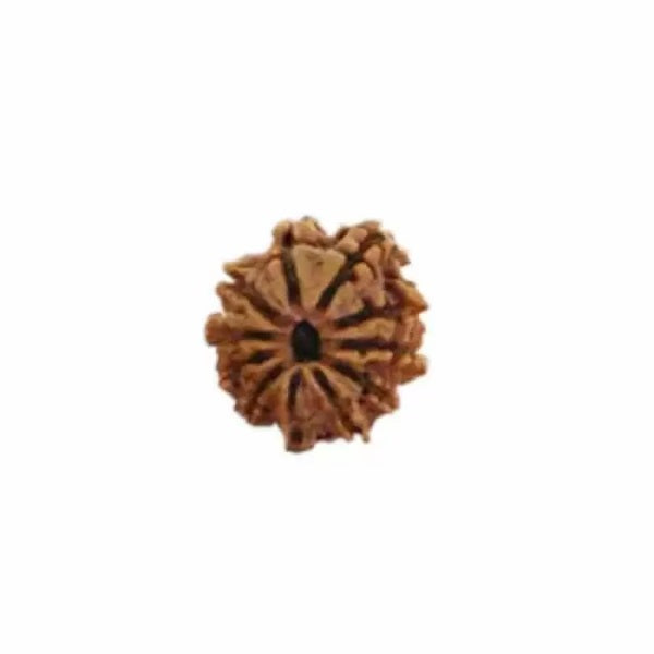 11 Mukhi Rudraksha Original