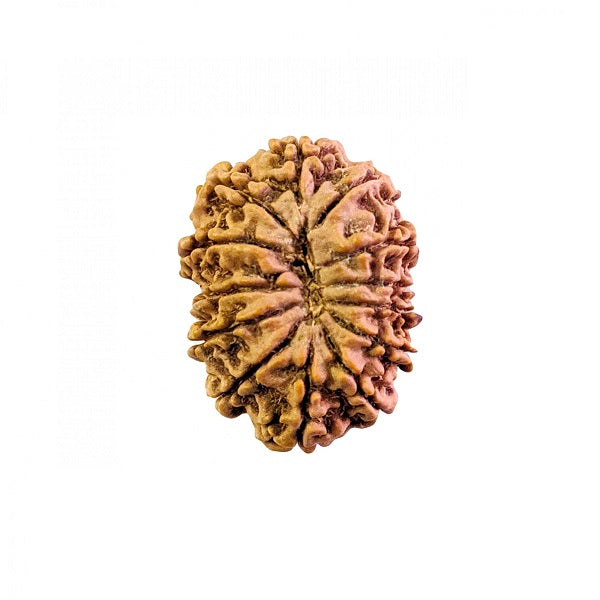 13 Mukhi Rudraksha Beads