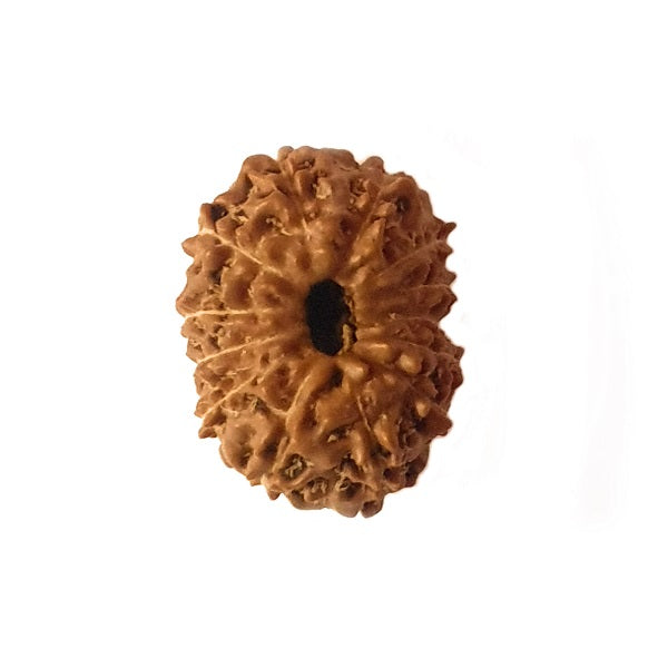 13 Mukhi Rudraksha Original