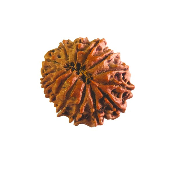 14 Mukhi Rudraksha Price