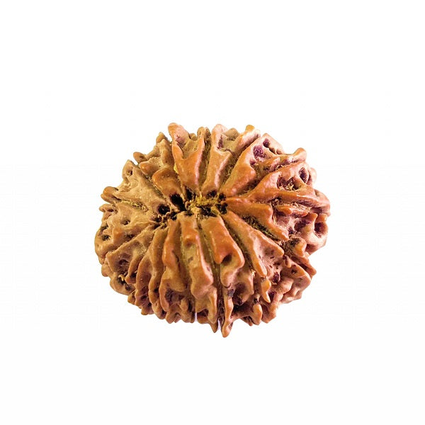 14 Mukhi Rudraksha Benefits