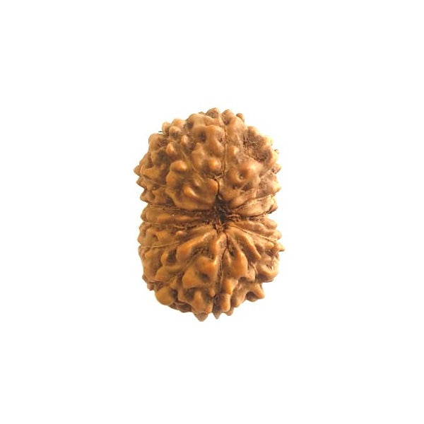 14 Mukhi Rudraksha Beads