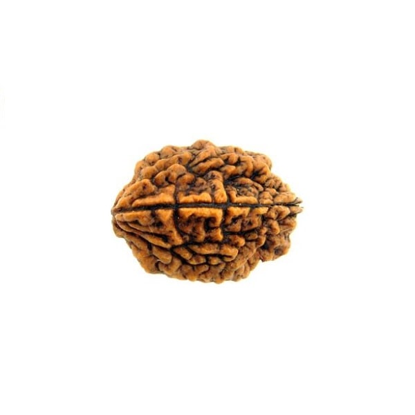 2 Mukhi Rudraksha Original