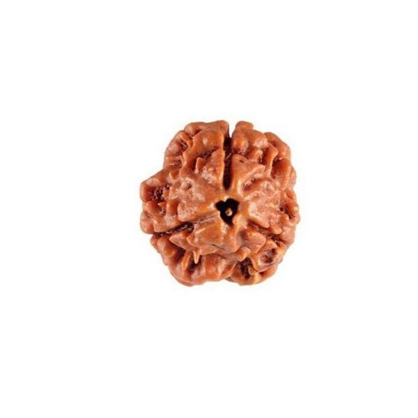 3 Mukhi Rudraksha Original 