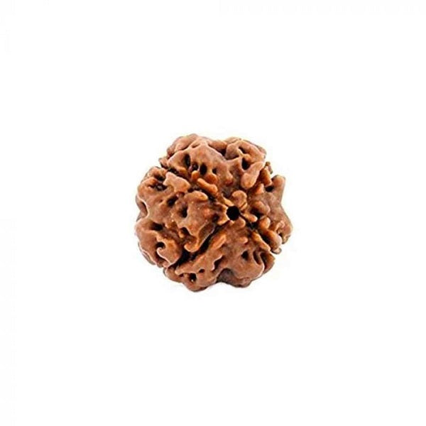 4 Mukhi Rudraksha Original