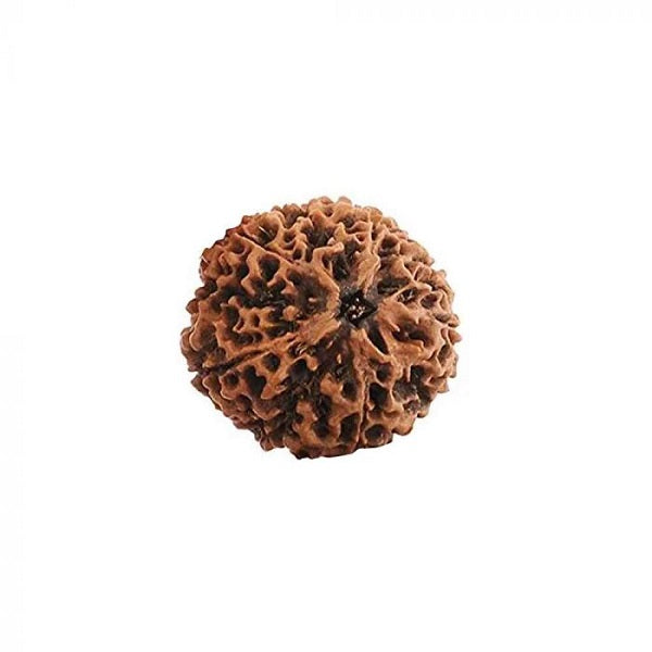 5 Mukhi Rudraksha Original 