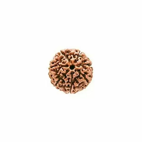 7 Mukhi Rudraksha Original