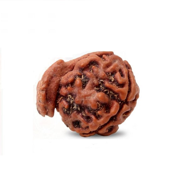 Ganesh Mukhi Rudraksha